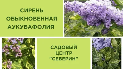 Декоративные растения на даче | Сирень Аукубафолия известна расцветкой  листьев. Они словно обрызганы неравномерно жёлтой краской. Бутоны розовые,  цветочки в роспуске голубоватые. Куст среднего размера, даёт многочисленную  поросль. | Дзен