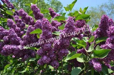 Купить Сирень Aucubaefolia (Аукубафолия) в Белгороде. Купить Сирень  Aucubaefolia (Аукубафолия) в Москве | Sortoman | Интернет магазин садовых  растений