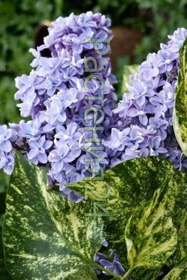 Сирень Aucubaefolia (Аукубафолия) можно купить недорого с доставкой в  питомнике Любвитский