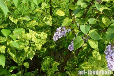 Сирень обыкновенная Аукубафолия (Aucubaefolia) купить в городе Москва