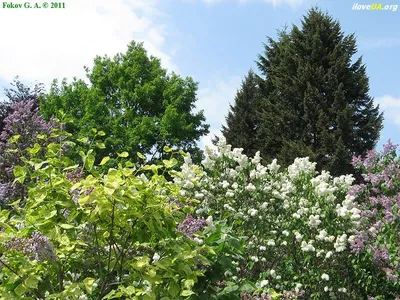 Сирень обыкновенная Аукубафолия / Syringa vulgaris Aucubaefolia 0,5 л |  Декоративные растения и кустарники , каталог саженцев \"Вострасад\"
