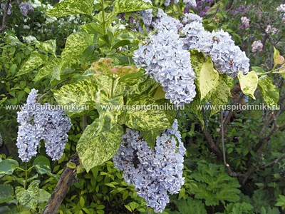 Сирень Аукубафолия