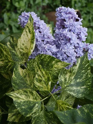 ☆Сирень сортовая Aucubaefolia☆ (Аукубофолия), купить в Екатеринбурге