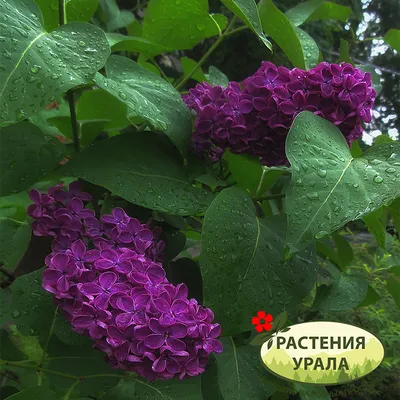 Сирень обыкновенная аукубафолия 1 шт. — купить по низкой цене на Яндекс  Маркете