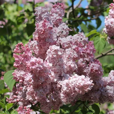 Сирень обыкновенная \"Aucubaefolia\" (Аукубафолия): купить саженцы в Москве -  Ромашкино Парк