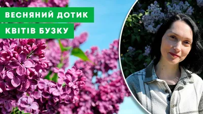 Сирень обыкновенная \"Аукубафолия\" (Syringa vulgaris \"Aucubaefolia\") -  Питомник и Садовый центр Русские Деревья