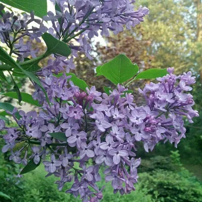 Сирень \"Аукубафолия\" / Syringa vulgaris \"Aucubafolia\" - Купить саженцы  сирени в питомнике – выгодные цены в интернет-магазине в Москве