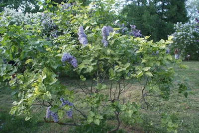 Syringa vulgaris 'Aucubaefolia' — Википедия
