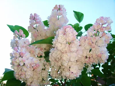Сирень Сенсация