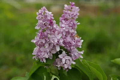 Сирень Богдан Хмельницкий - Коллекция Декоративных Культур