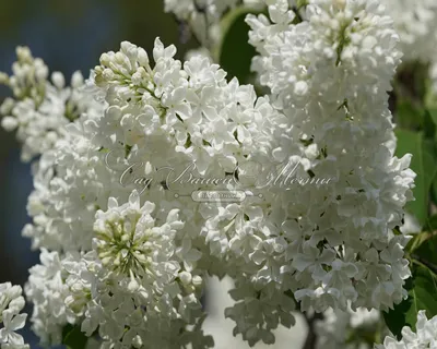 Сирень \"Маленький Принц\" / Syringa vulgaris \"Mazais Princis\" - Купить  саженцы сирени в питомнике – выгодные цены в интернет-магазине в Москве