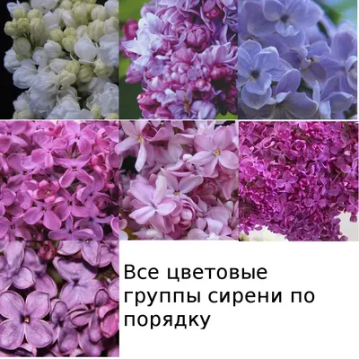 Сирень \"Перпл Глори\" / Syringa hyacinthiflora \"Purple Glory\" - Купить  саженцы сирени в питомнике – выгодные цены в интернет-магазине в Москве