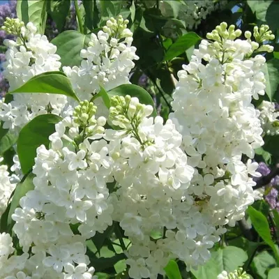 Купить Сирень Маленький Принц (Syringa vulgaris Mazais Princis) - Питомник  растений Садовая Империя