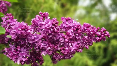 Сирень обыкновенная Огни Донбасса. (Syringa vulgaris Ogni Donbassa) купить  в интернет-магазине ЦВІТСАД с доставкой по Украине