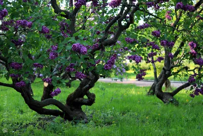 Сирень 'Огни Донбасса', Syringa, Lilac 'Ogni Donbassa' (Ru… | Flickr