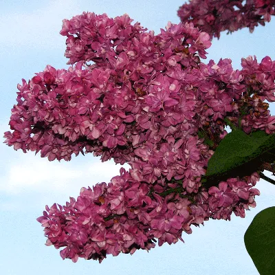 Сирень 'Огни Донбасса', Syringa, Lilac 'Ogni Donbassa' (Ru… | Flickr