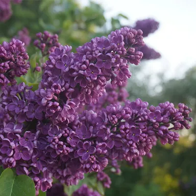 Сирень обыкновенная Огни Донбасса. (Syringa vulgaris Ogni Donbassa) ШТАМБ  купить в интернет-магазине ЦВІТСАД с доставкой по Украине