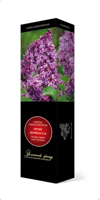 Сирень обыкновенная на штамбе Огни Донбаса (махровая) на штамбе 200-240 см  - купить в Дмитрове, Москве и Московской области по низкой цене