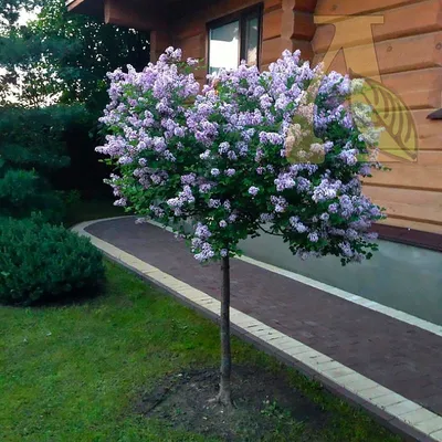 Купить саженцы Сирень Мейера Палибин на штамбе в Москве по цене 760 р. с  доставкой в Подмосковье