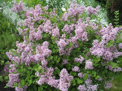 Сирень Мейера Палибин на штамбе (Syringa meyeri Palibin)