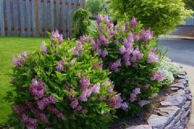 Сирень Мейера Палибин (Syringa meyeri Palibin)
