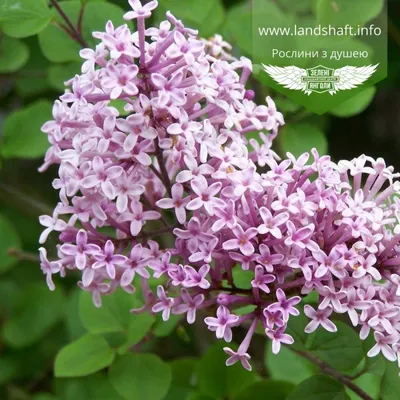 Syringa meyeri 'Palibin', Сирень Мейера 'Палибин'|landshaft.info