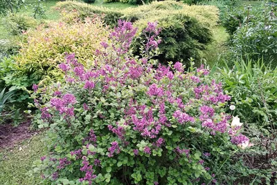 Сирень мейера Палибин (Syringa meyeri Palibin)