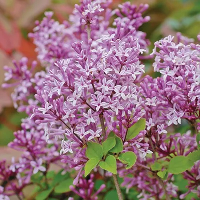 Купить Сирень маера Палибин Syringa meyeri Palibin - в питомнике Флорини