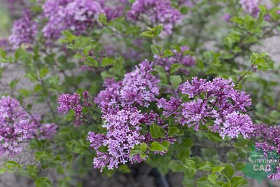 Сирень \"Палибин\" / Syringa meyeri \"Palibin\" - Купить саженцы сирени в  питомнике – выгодные цены в интернет-магазине в Москве