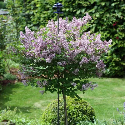 Сирень Мейера Палибин (Syringa Meyeri Palibin) С2 — Питомник Летний сад