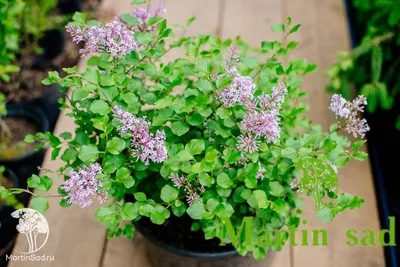 Сирень мейера Палибин Syringa meyeri Palibin - купить декоративные и  хвойные растения с доставкой по Украине в магазине Добродар