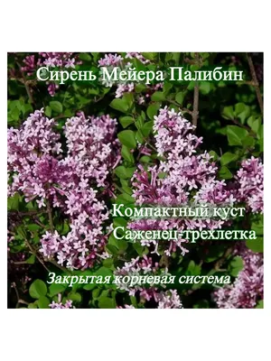 Сирень Мейера Палибин С20 100-120 – купить в Казани по низкой цене |  Питомник «Биосфера»: саженцы, грунты, садовый инвентарь