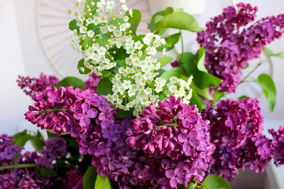 NEW ZARIA: Духи Новая Заря Персидская сирень (Persian Lilac) для женщин -  купить. Отзывы и цены