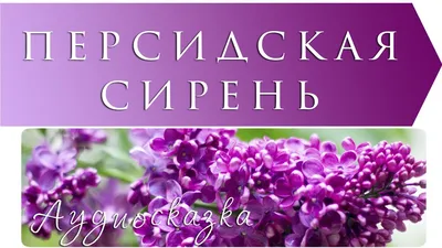 Фото-картинки природы и животных - Соцветия персидской сирени на кусте в  мае. https://www.fokart.net/сирень-галерея-1/соцветия-персидской-сирени/  #flowers🌸 #flowers #квiти #сиреневый #lilacs #lilac #сирень🌸 | Facebook