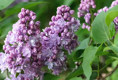 Карликовая персидская сирень🌸 | Plants, Lilac, Photo