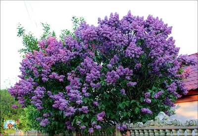 Сирень венгерская (Syringa josikaea)