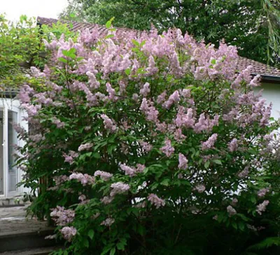 Сирень венгерская (Syringa josikaea) купить для ландшафтного дизайна в  Москве