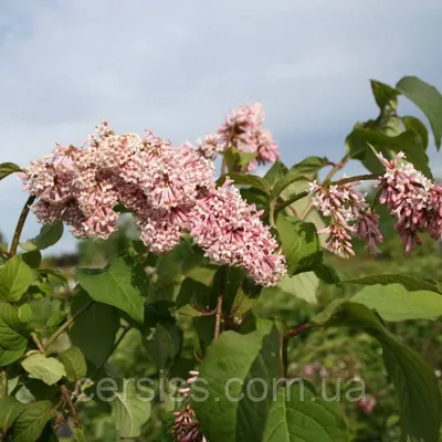 Сирень венгерская (Syringa josikaea) - Diamond Garden