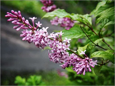 Сирень венгерская (карпатская), Syringa josikaea (ID#1304518603), цена: 89  ₴, купить на Prom.ua