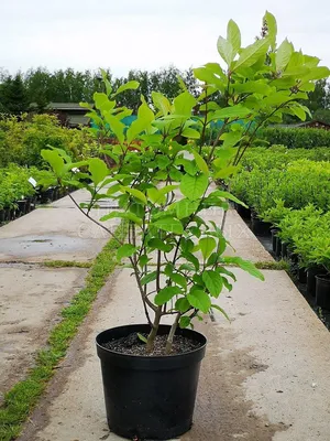 Сирень венгерская (Syringa josikaea) - Лиственные растения весна 2024 года  - купить лиственные растения спирея, кизильник, барбарис, лапчатка.