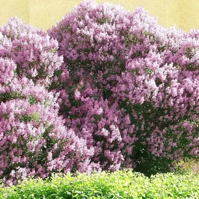 Сирень венгерская (Syringa josikaea) | отзывы