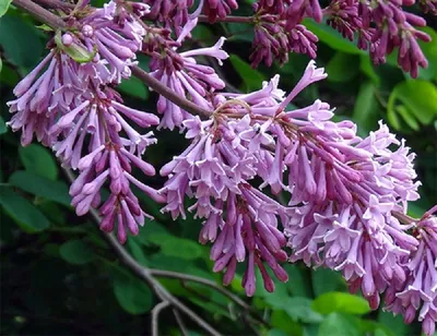 Сирень венгерская / Syringa Josikaea, заказать, купить в Перми - Саженцы  лиственных деревьев и кустарников - Питомник «Анютины Глазки»