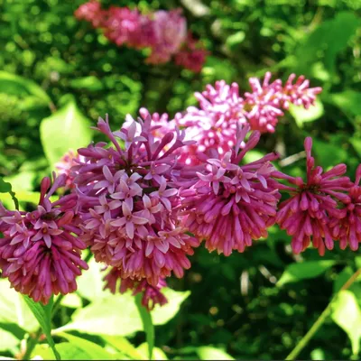 Сирень обыкновенная Сенсация (Syringa vulgaris Sensation) 5л 60-80см, цена  в Санкт-Петербурге от компании Вилла-планта (садовый центр и питомник  растений, ландшафтное бюро)