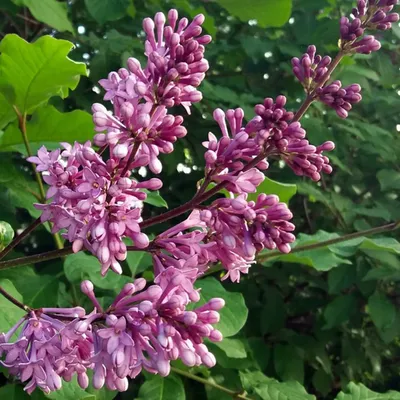 Сирень венгерская (фото, описание) - купить саженцы в Новосибирске из  питомника