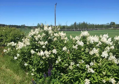 🌱 Сирень венгерская по цене от 450 руб: саженцы, крупномеры - купить в  Москве с доставкой - интернет-магазин Все Сорта