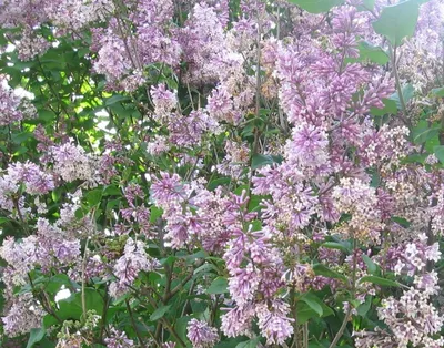 Сирень венгерская (Syringa josikaea) - купить декоративные и хвойные  растения с доставкой по Украине в магазине Добродар