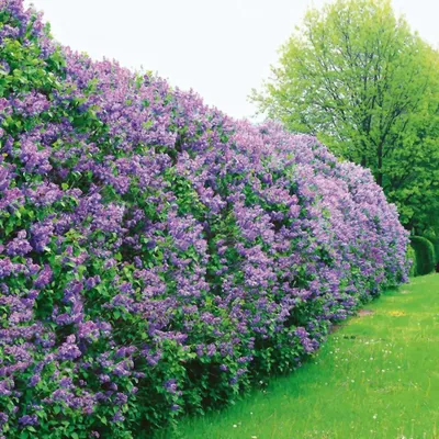 Сирень венгерская (Syringa josikaea) - Diamond Garden