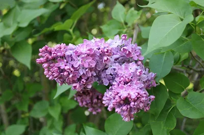 Сирень венгерская (Syringa josikaea) - Питомник и Садовый центр Русские  Деревья