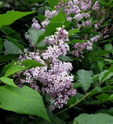 Живая изгородь из ВЕНГЕРСКОЙ СИРЕНИ. Компактная, красивая, БЕЗ ПОРОСЛИ!  Lilac bush. Hungarian lilac. - YouTube