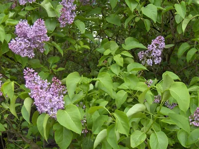 Сирень венгерская (Syringa josikaea) | Ракита. Питомник растений